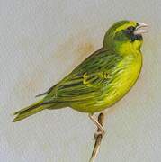 Serin d'Abyssinie