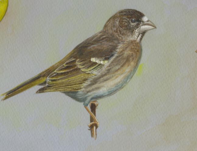 Serin de Burton