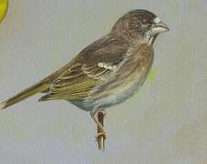 Thick-billed Seedeater