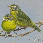 Yellow-fronted Canary