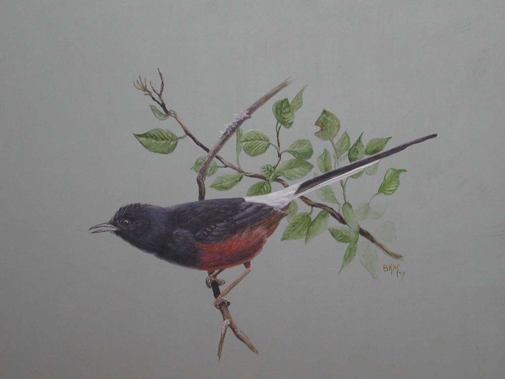 White-rumped Shama