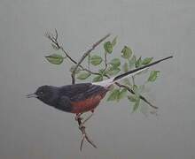 White-rumped Shama