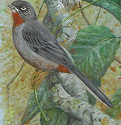 Rufous-throated Solitaire