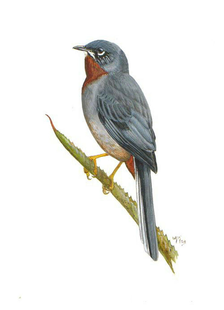 Rufous-throated Solitaire