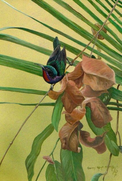 Copper-throated Sunbird