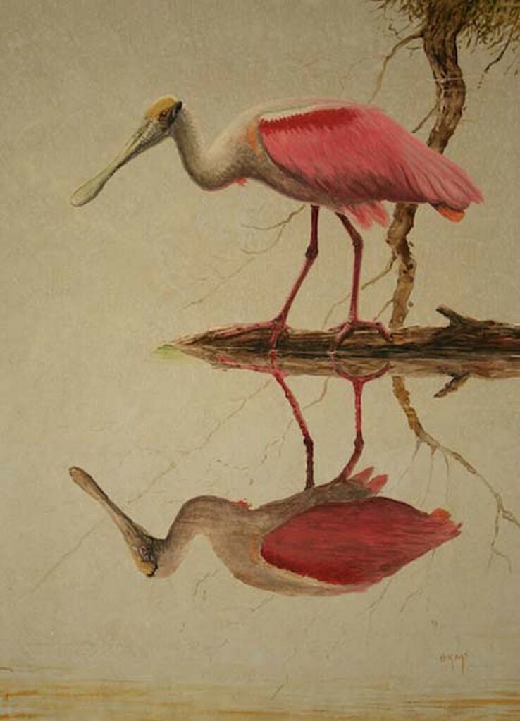 Roseate Spoonbill