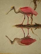 Roseate Spoonbill