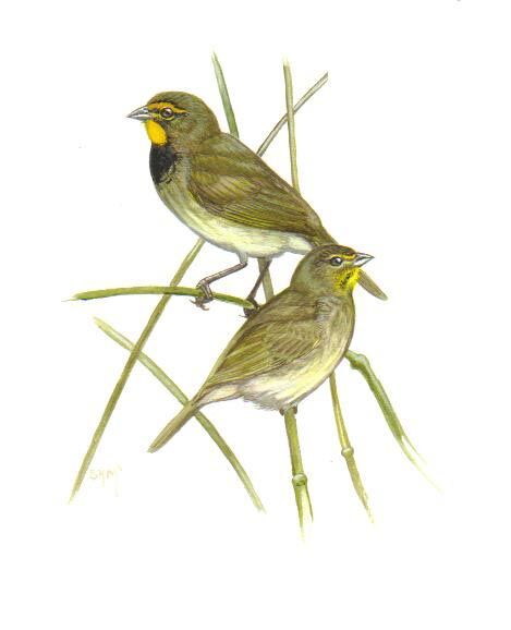 Yellow-faced Grassquit