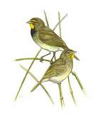 Yellow-faced Grassquit