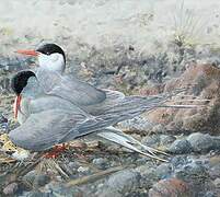 Arctic Tern