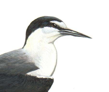 Bridled Tern