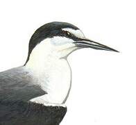 Bridled Tern