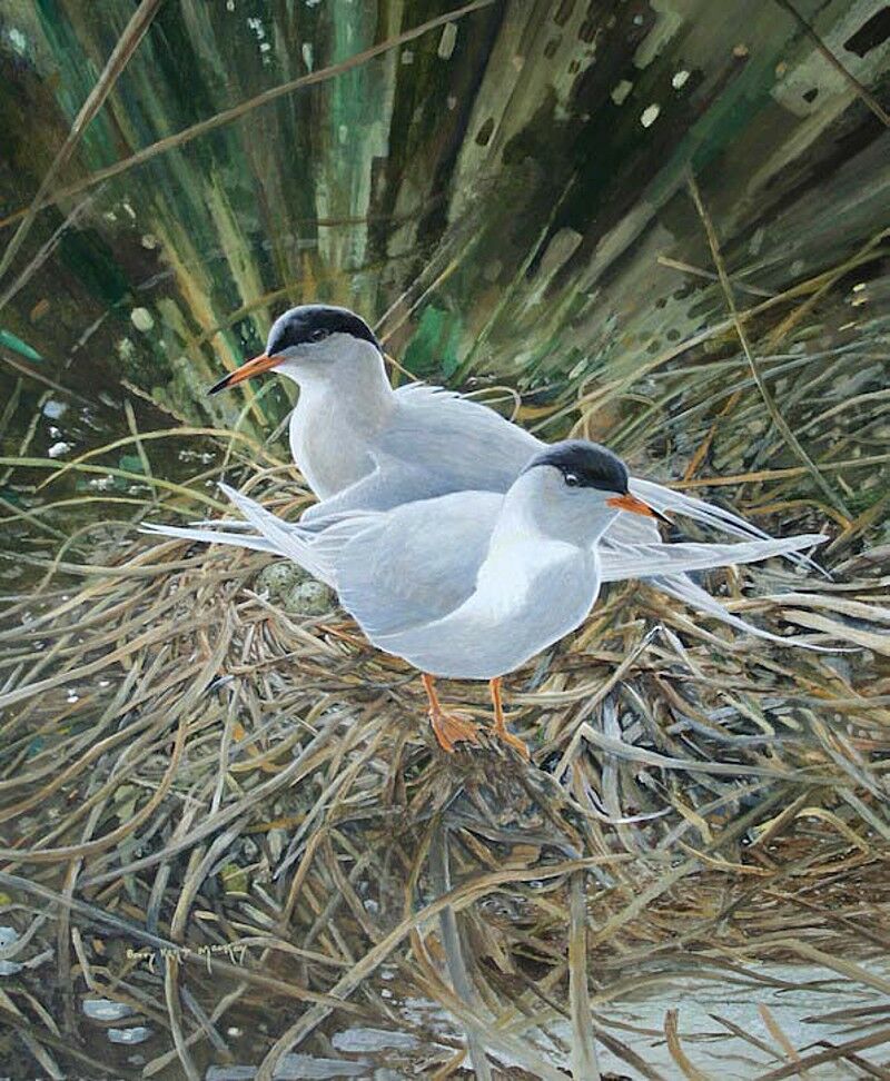 Forster's Tern