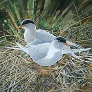 Forster's Tern