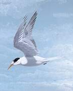 Elegant Tern