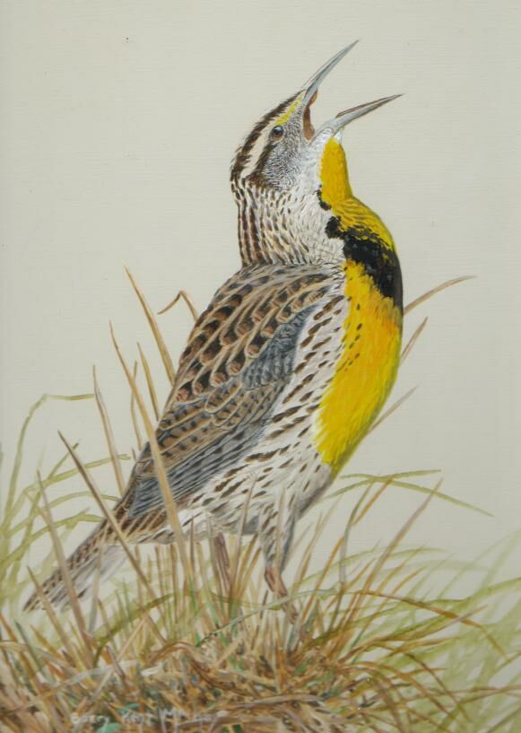 Eastern Meadowlark