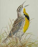 Eastern Meadowlark