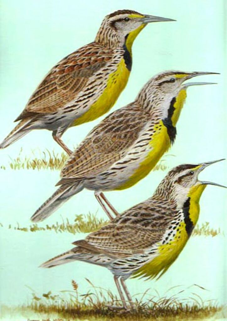 Eastern Meadowlark