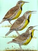 Eastern Meadowlark