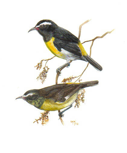 Bananaquit