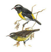 Bananaquit