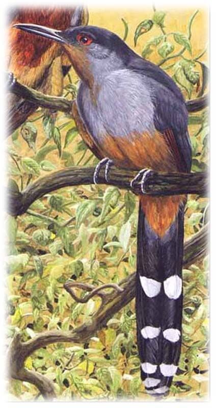 Hispaniolan Lizard Cuckoo