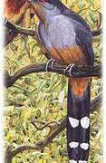 Hispaniolan Lizard Cuckoo