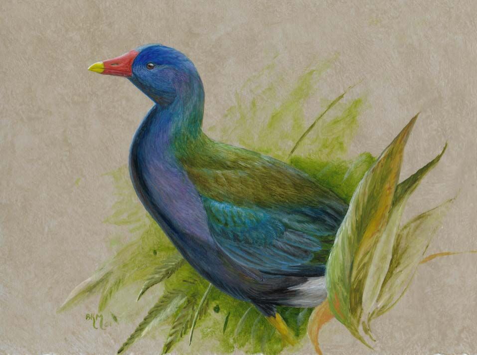 Purple Gallinule