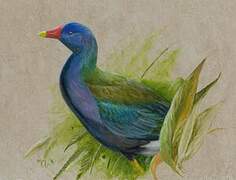 Purple Gallinule