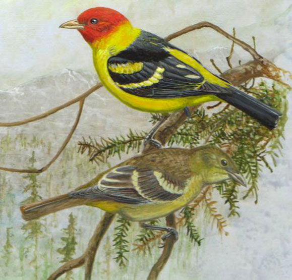 Western Tanager