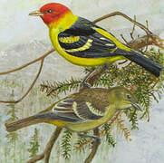 Western Tanager