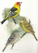 Western Tanager