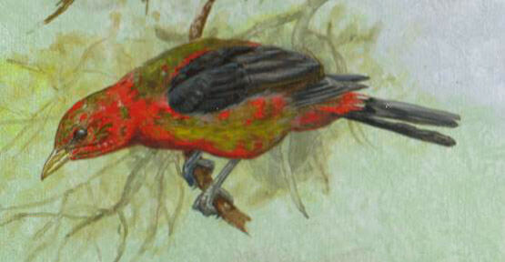 Scarlet Tanager