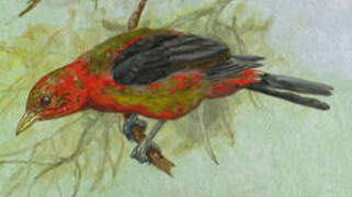 Scarlet Tanager