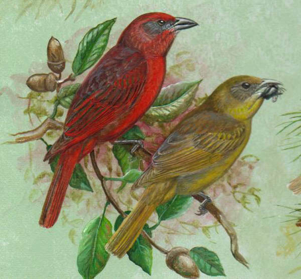 Red Tanager