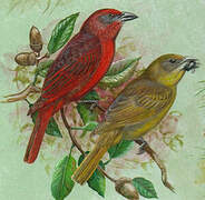 Red Tanager