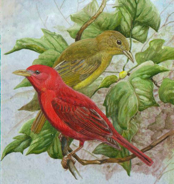 Summer Tanager