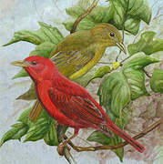 Summer Tanager