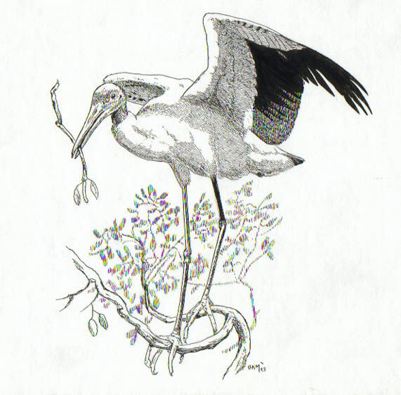 Wood Stork