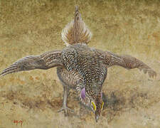 Sharp-tailed Grouse