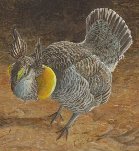 Greater Prairie Chicken