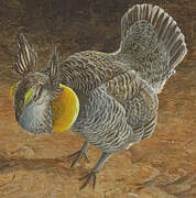 Greater Prairie Chicken