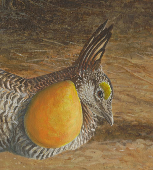 Greater Prairie Chicken