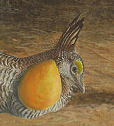 Greater Prairie Chicken