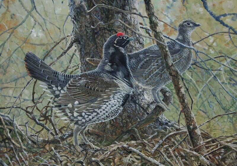 Spruce Grouse