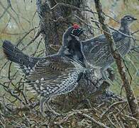 Spruce Grouse