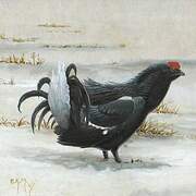 Black Grouse