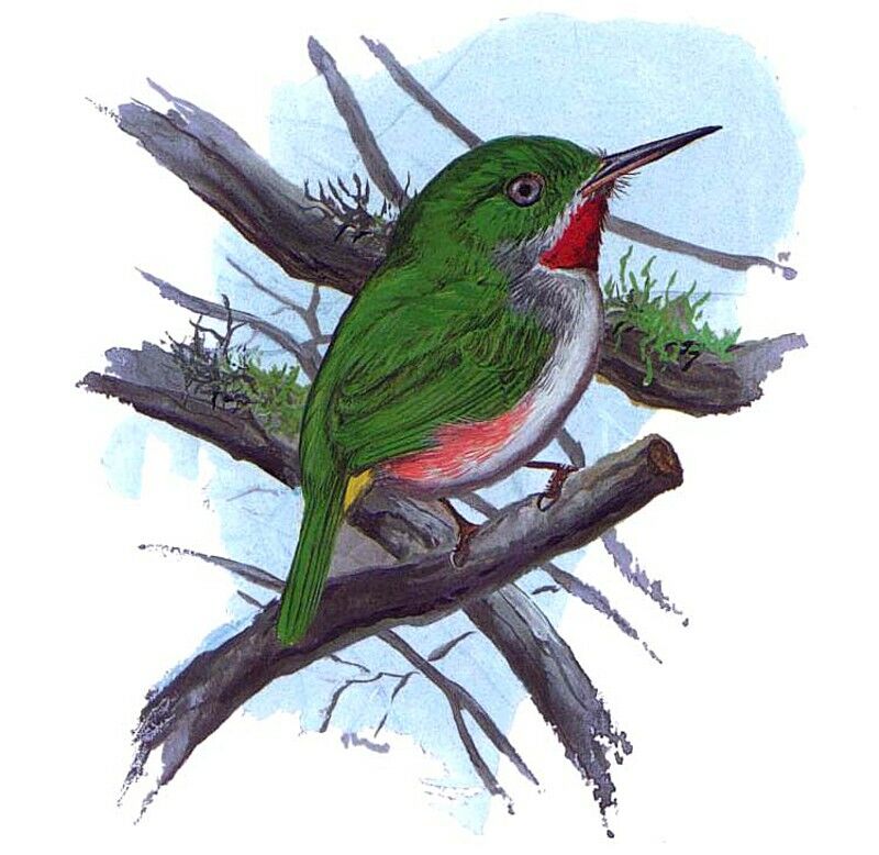 Narrow-billed Tody