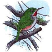 Narrow-billed Tody