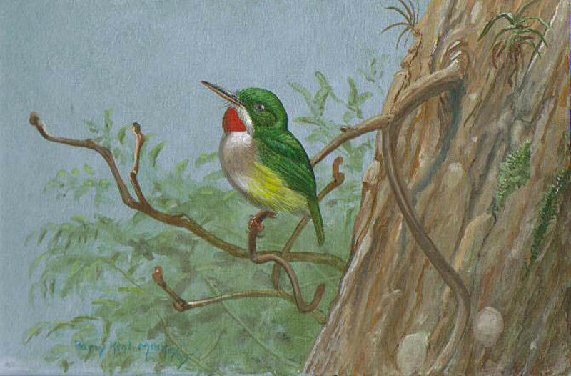 Puerto Rican Tody